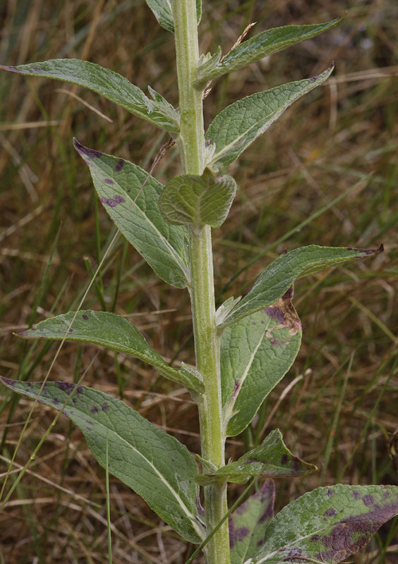 Verbascum lychnites. Foliage.
