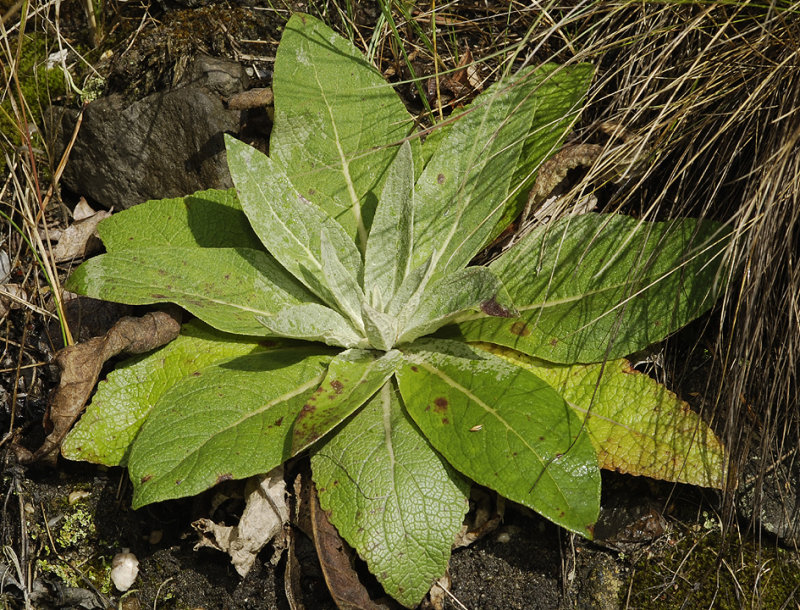 Verbascum lychnites. Plant that will flower next year.