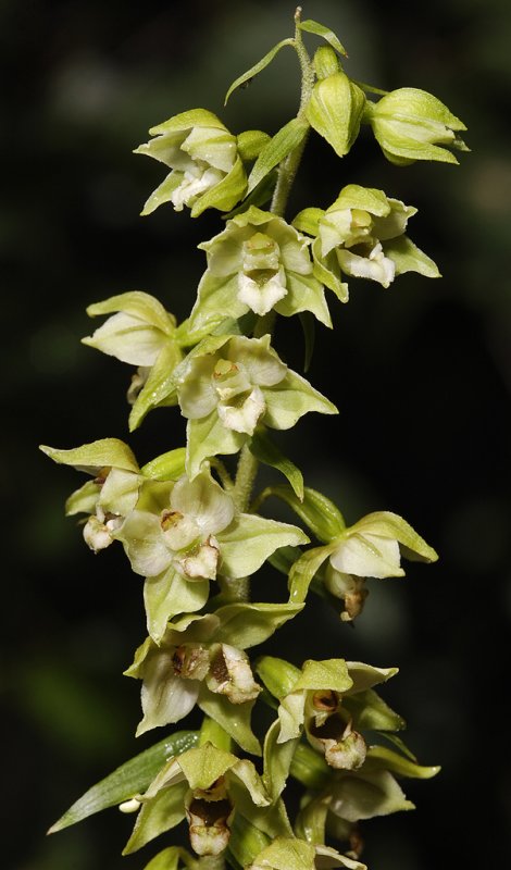 Epipactis helleborine forma alba.