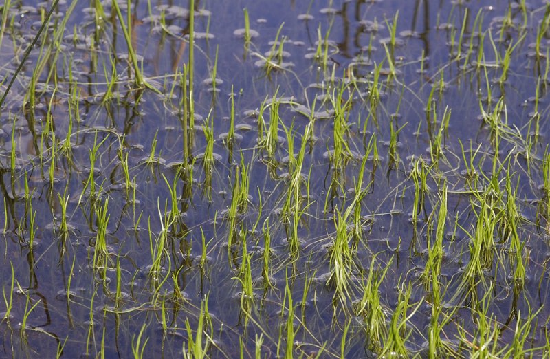 Pilularia globulifera.