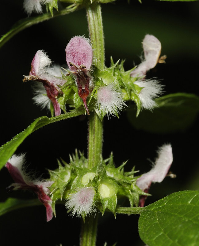 Leonurus cardiaca. Close-up.