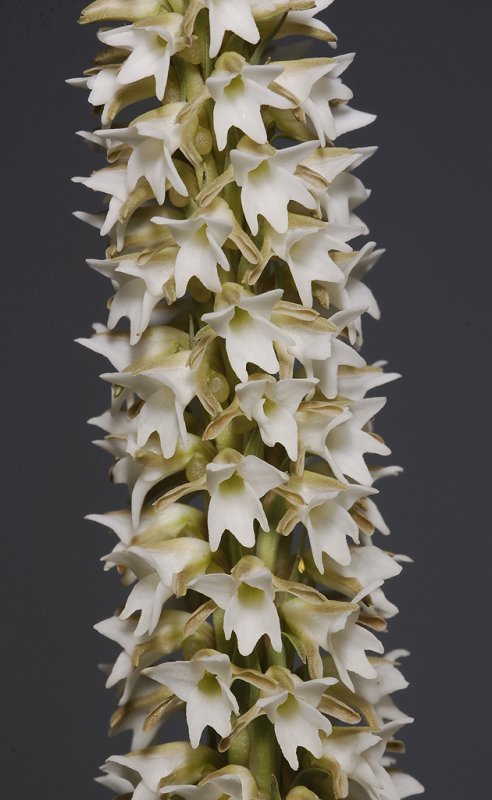 Peristylus goodyeroides. Closer.