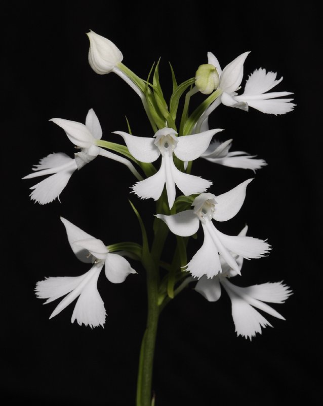 Habenaria dentata.