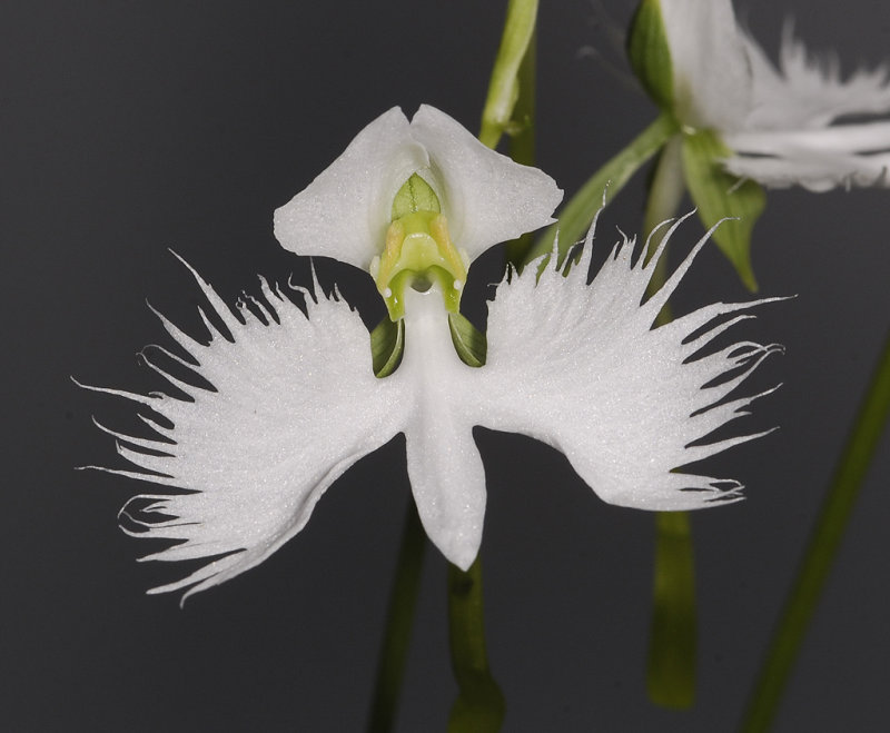 Habenaria radiata. Close-up front.