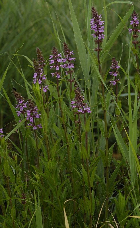 Stachys palustris.