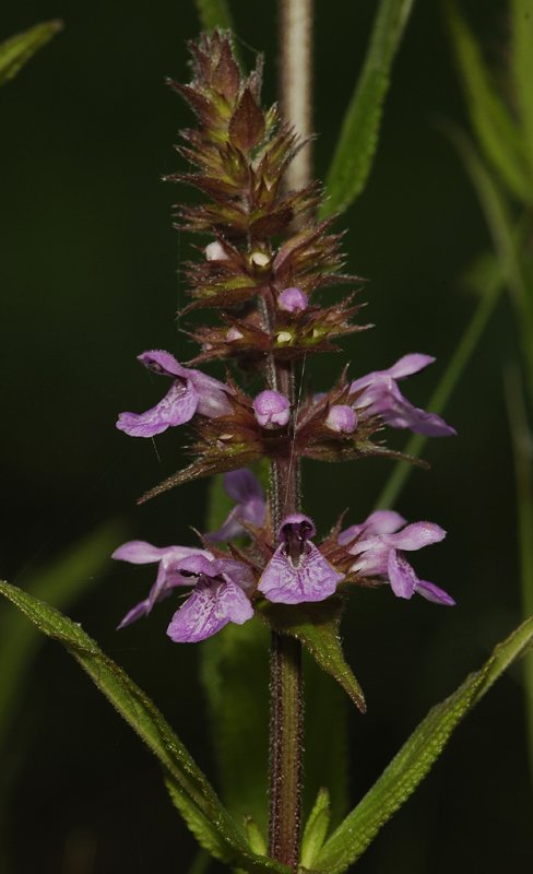 Stachys palustris. Close-up.