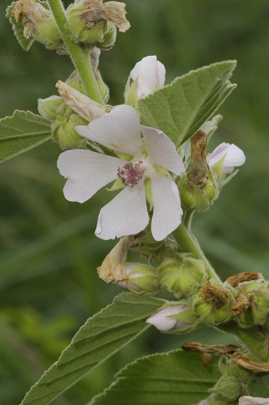 Althaea officinalis. Closer.