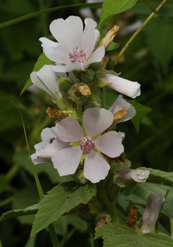 Althaea officinalis. Closer.