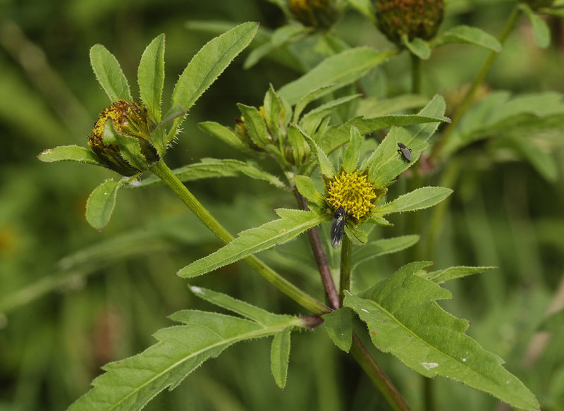 Bidens tripartita. Closer.