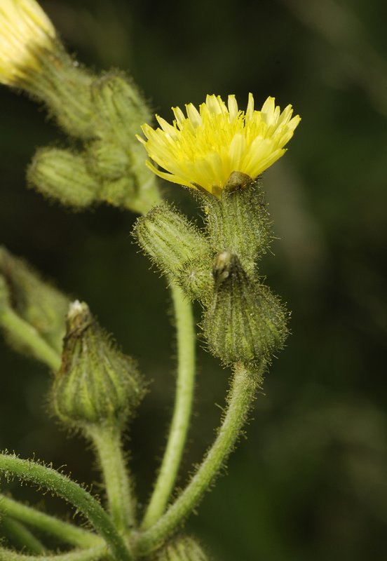 Sonchus palustris. Close-up.