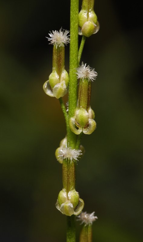 Trichlochin palustris. Close-up older flowers.
