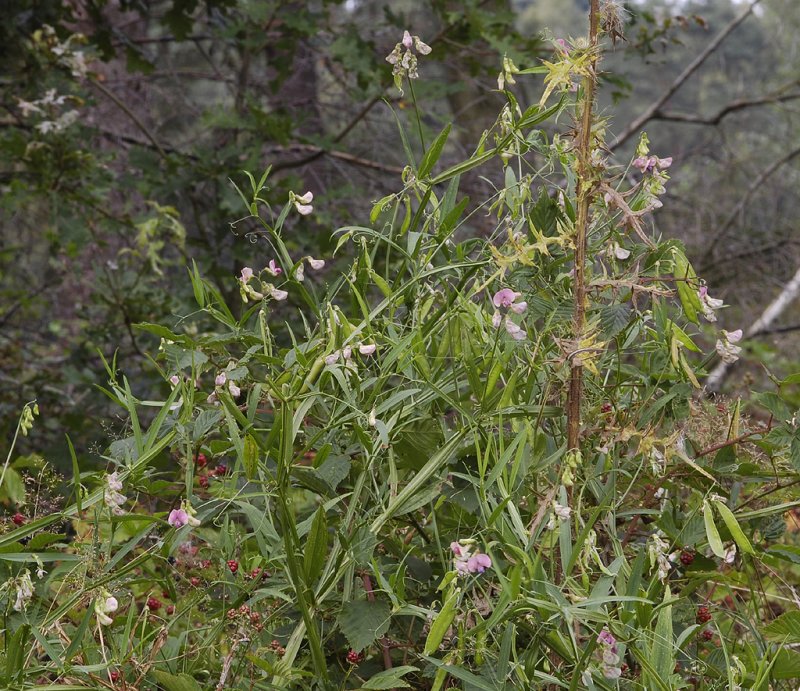 Lathyrus sylvestris.