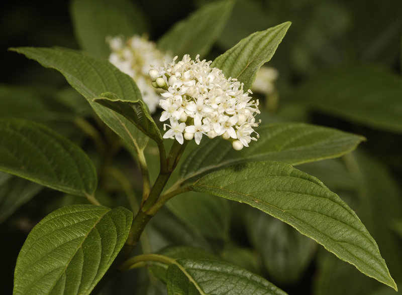 Cornus sericea.