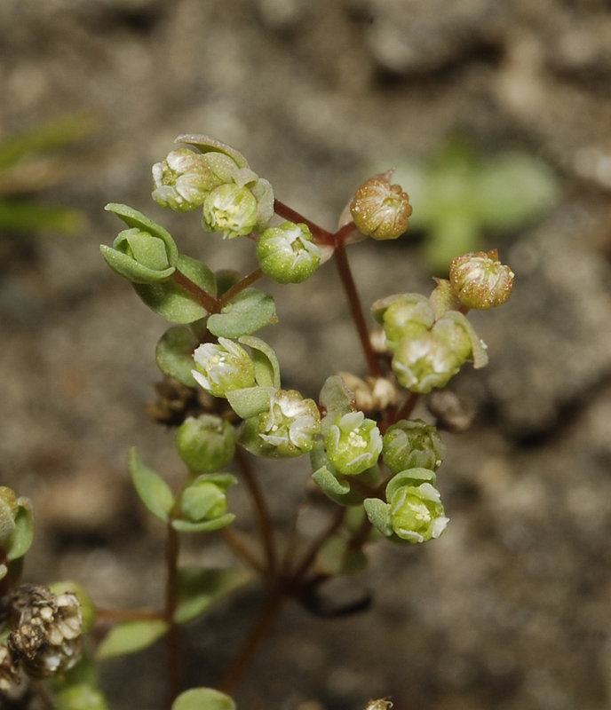 Radiola linoides. Close-up.