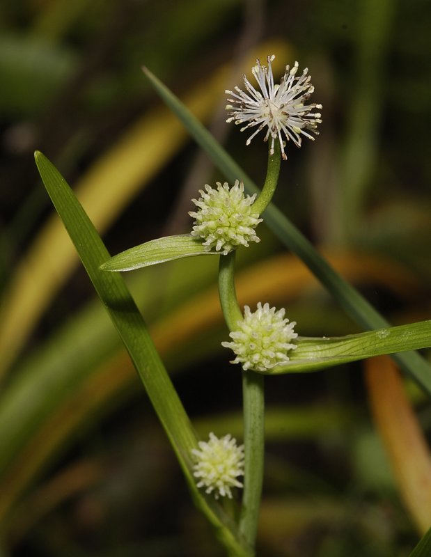 Sparganium natans. Close-up.