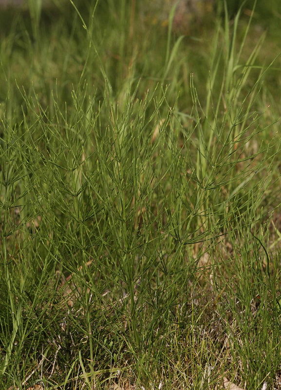 Equisetum arvense.