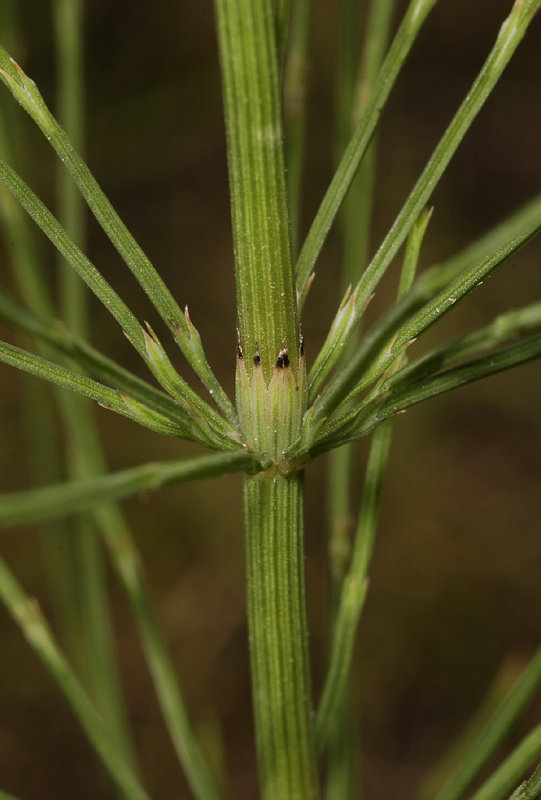 Equisetum arvense. Detail.