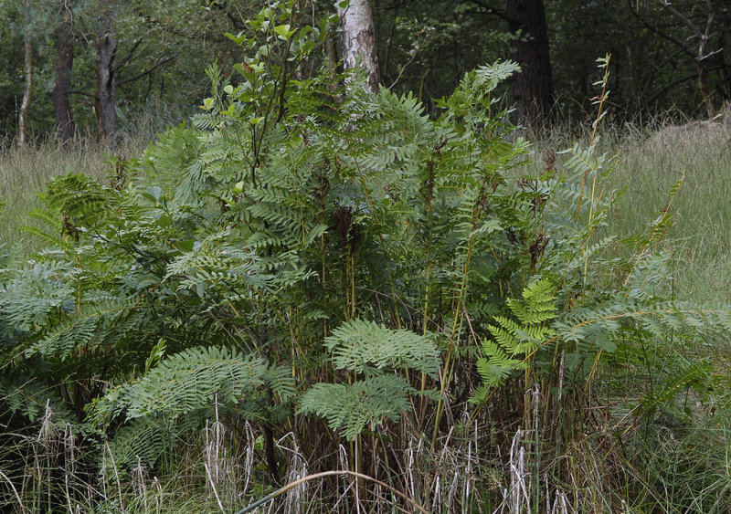 Osmunda regalis.