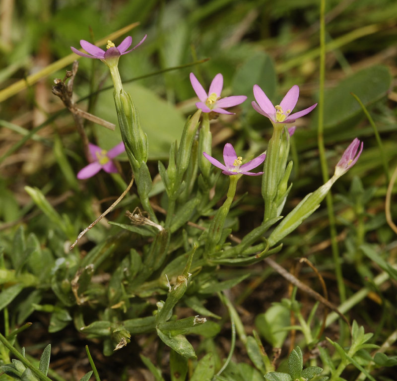 Centaurium pulchellum.