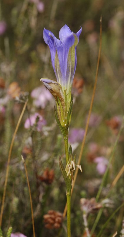 Gentiana pneumonanthe with eggs of the rare butterfly Maculinea alcon.