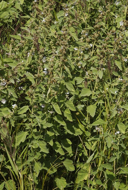 Althaea officinalis.