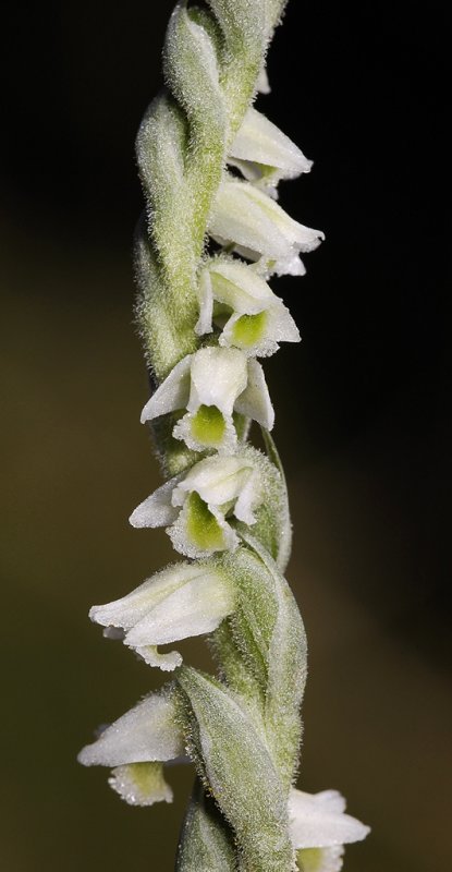 Spiranthes spiralis. Close-up. (Zuid Holland)