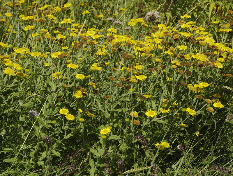 Pulicaria dystenterica.