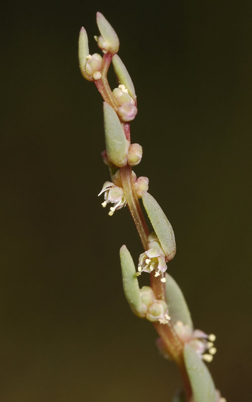 Suaeda maritima. Close-up.