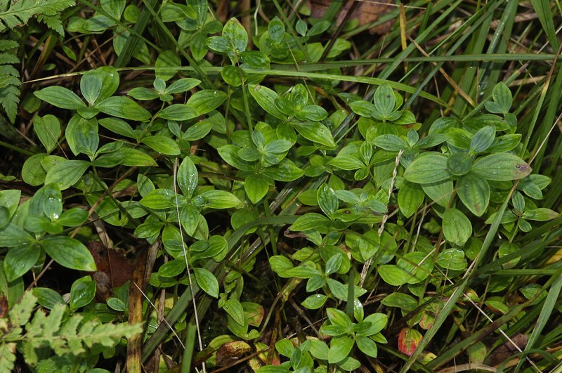Cornus suecica.