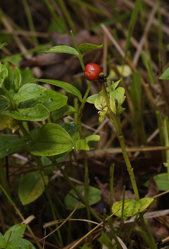 Cornus suecica. Fruit.