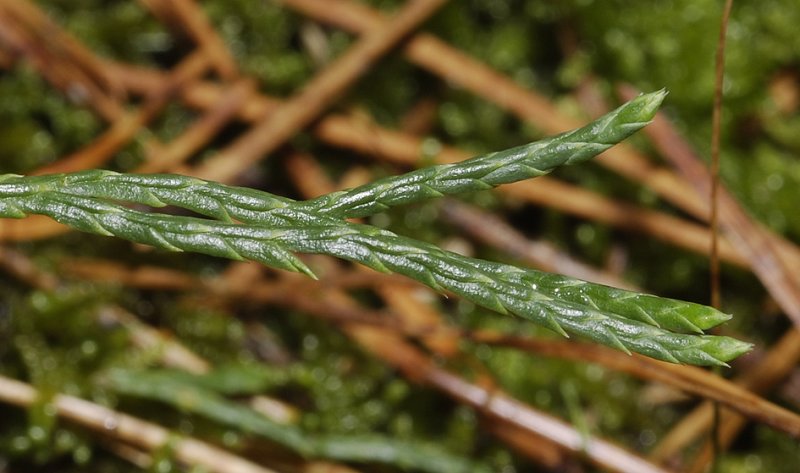Lycopodium tristachyum. Detail.