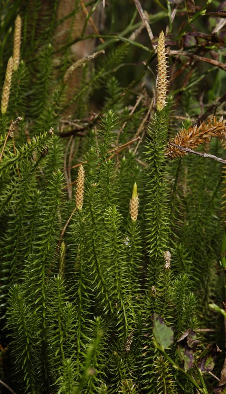 Lycopodium annotinum.