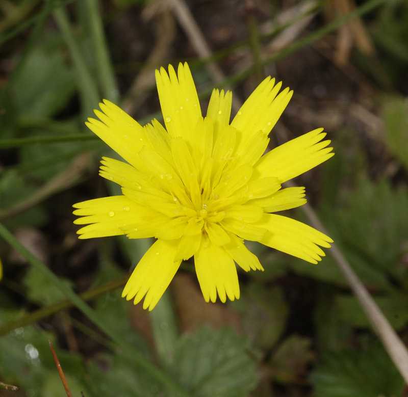 Leontodon saxatilis.Close-up.