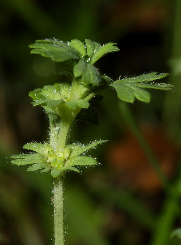 Aphanes australis. Close-up.