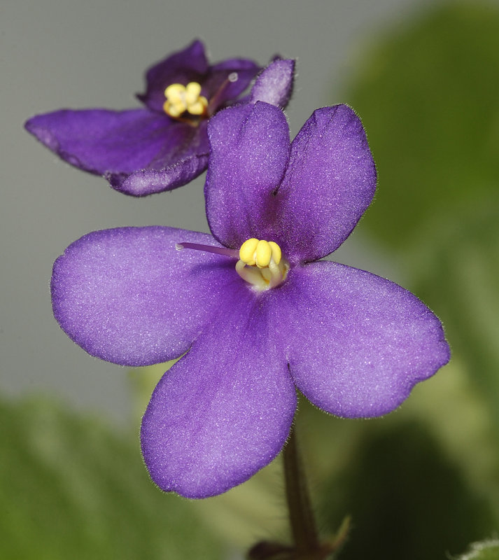 Saintpaulia confusa. Close-up.