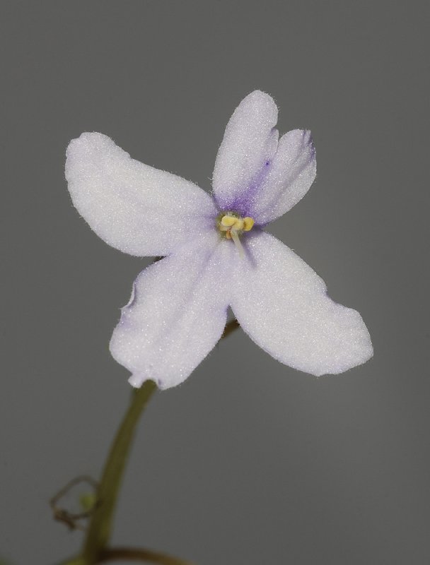 Saintpaulia orbicularis.
