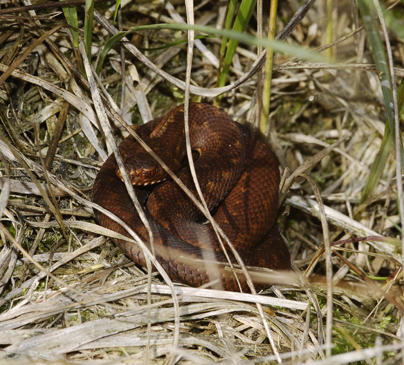 Vipera berus. Dark juvenile.