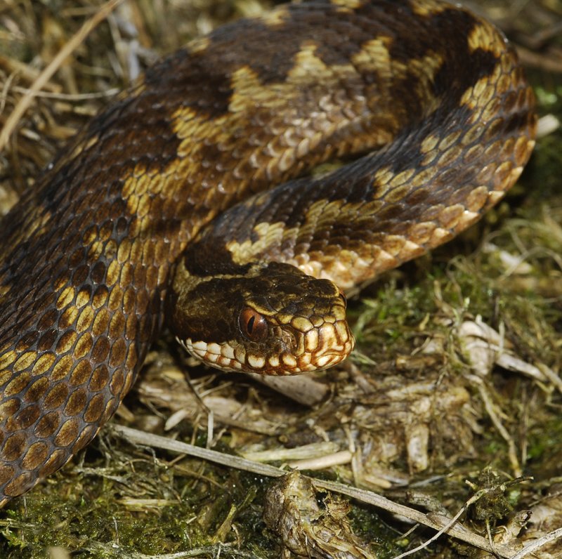Vipera berus. Adult.