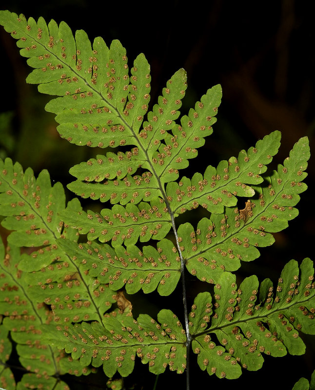 Gymnocarpium dryopteris. Leaf close-up.