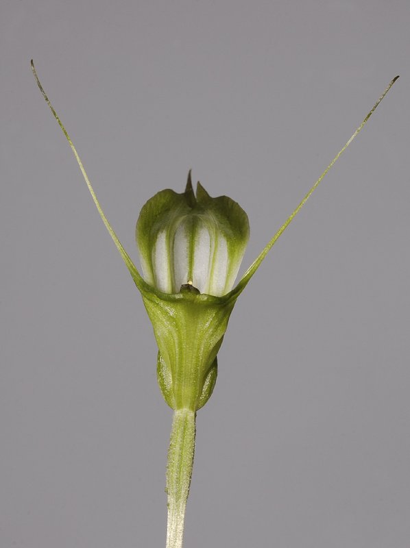 Pterostylis obtusa. Close-up front.