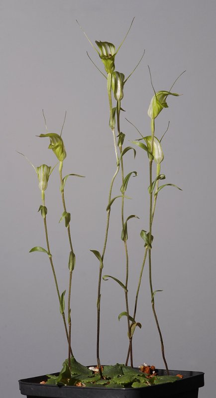 Pterostylis obtusa.