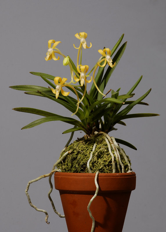 Neofinetia falcata Kibana fuuran.