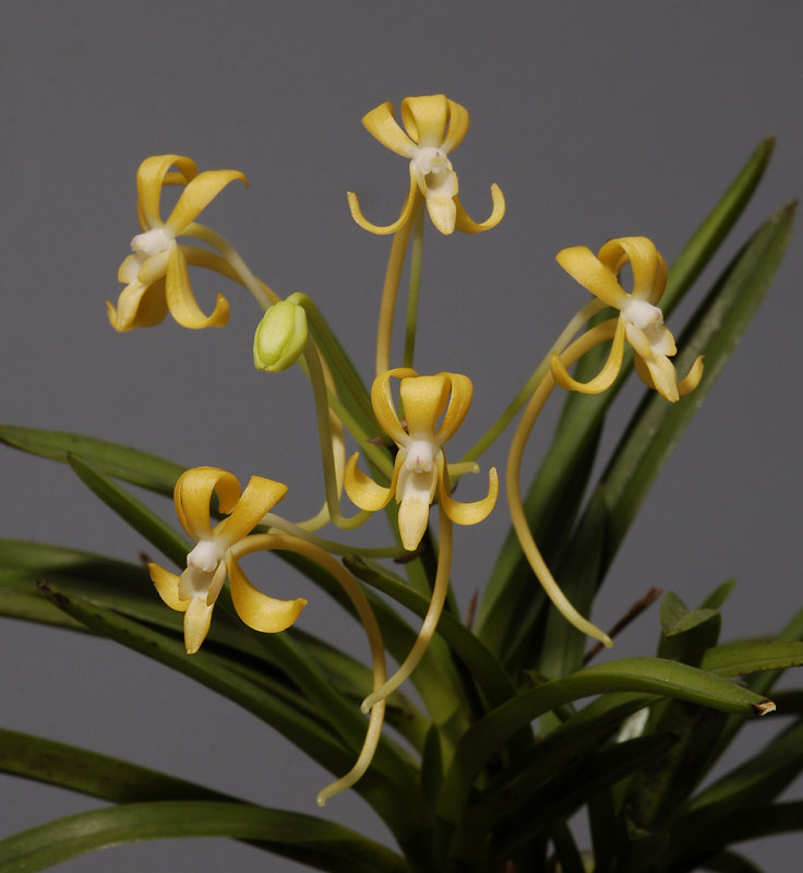 Neofinetia falcata Kibana fuuran. Closer.