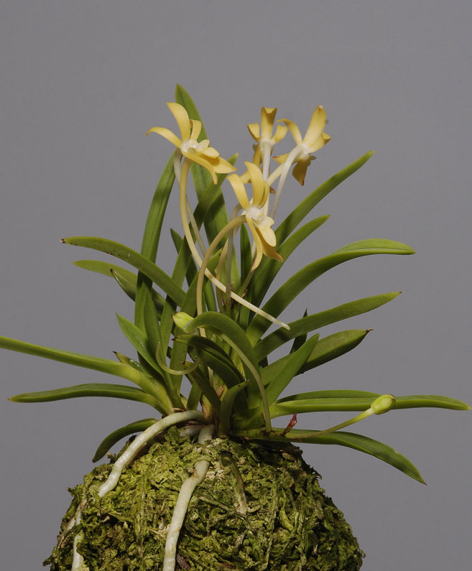 Neofinetia falcata Kizuzume.