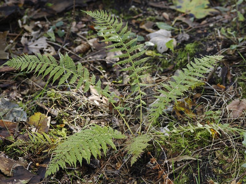 Athyrium filix-femina.