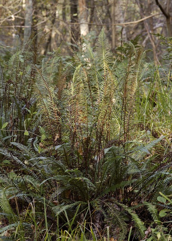 Blechnum spicant.