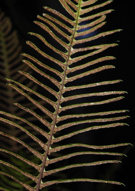 Blechnum spicant. Close-up of fertile frond.