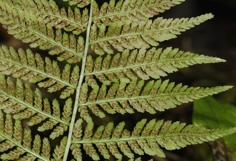 Athyrium filix-femina. Close-up.