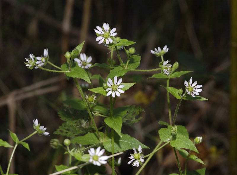 Myosoton aquaticum.