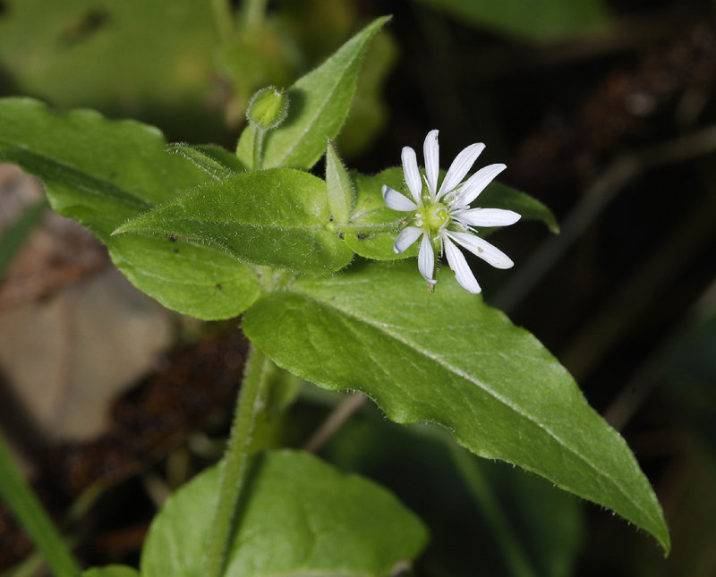 Myosoton aquaticum. Close-up.